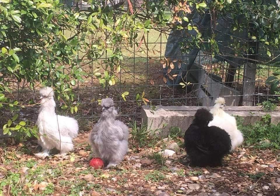 Agriturismo Il Podere Vedelago Con San Bernardo, Alpaca E Una Pentola Di Cose Da Scoprire Eksteriør bilde
