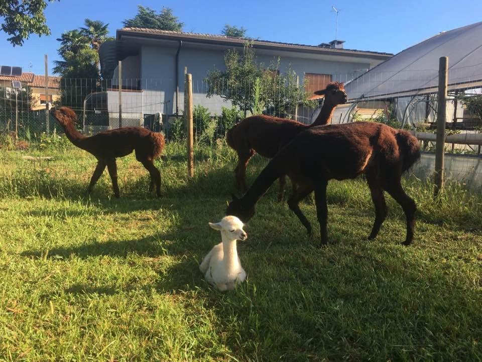 Agriturismo Il Podere Vedelago Con San Bernardo, Alpaca E Una Pentola Di Cose Da Scoprire Eksteriør bilde