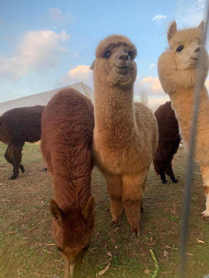 Agriturismo Il Podere Vedelago Con San Bernardo, Alpaca E Una Pentola Di Cose Da Scoprire Eksteriør bilde