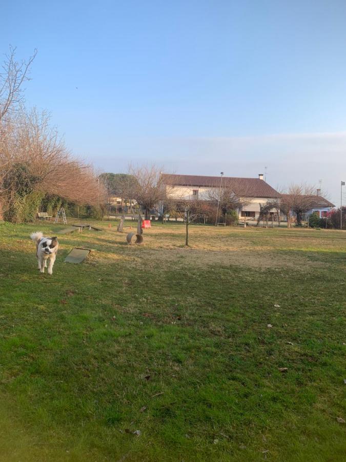 Agriturismo Il Podere Vedelago Con San Bernardo, Alpaca E Una Pentola Di Cose Da Scoprire Eksteriør bilde