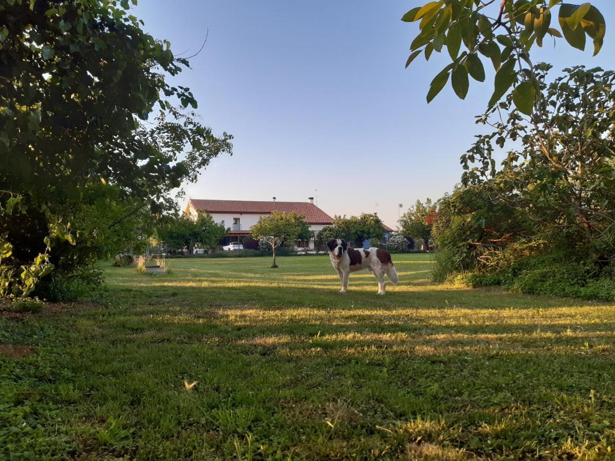 Agriturismo Il Podere Vedelago Con San Bernardo, Alpaca E Una Pentola Di Cose Da Scoprire Eksteriør bilde
